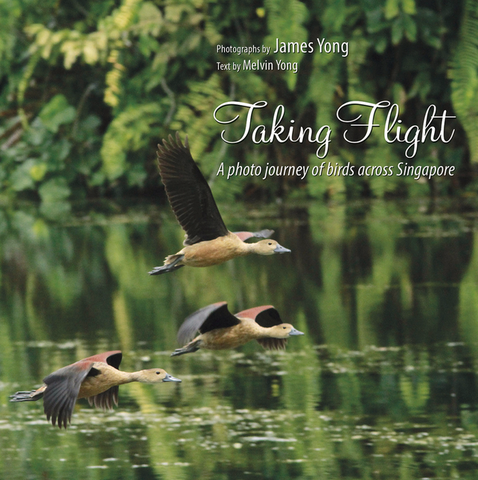 Taking Flight: A Photo Journey of Birds Across Singapore